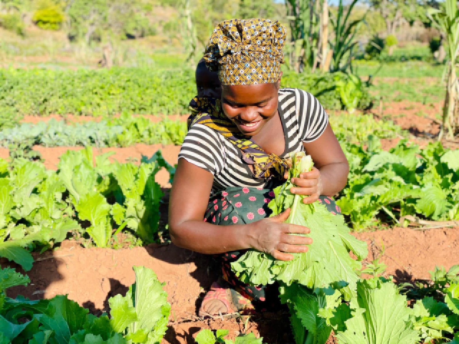 A farmer in northern Malawi harvesting leafy greens from a thriving vegetable plot